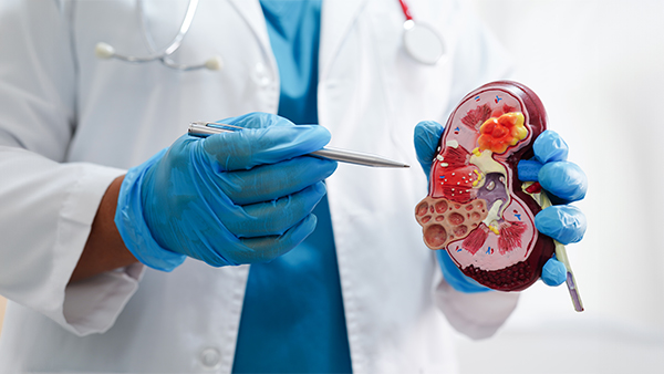 Person in lab coat and gloves holding and pointing at a detailed anatomical kidney model with a pen.